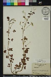 Oxalis corniculata image