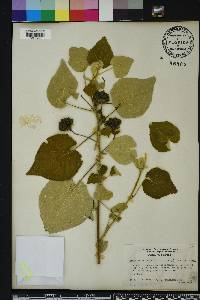 Abutilon hulseanum image