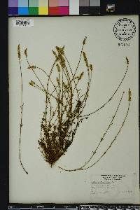 Polygala boykinii image