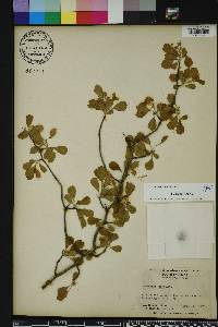 Crataegus michauxii image