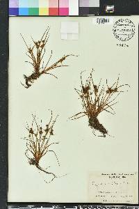 Cyperus squarrosus image