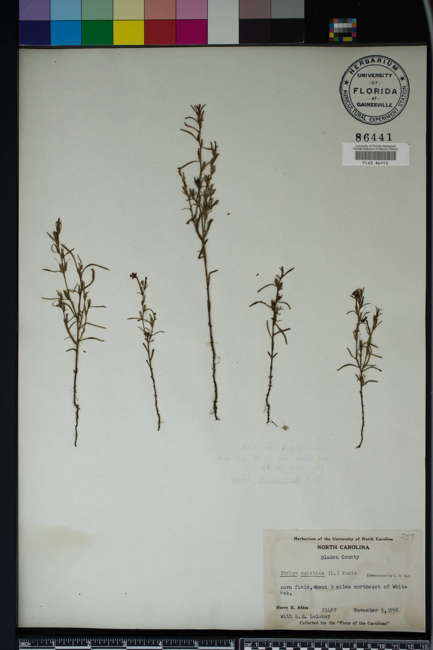 Striga gesnerioides image