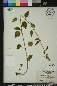 Urtica chamaedryoides image