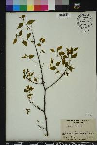 Celtis tenuifolia image