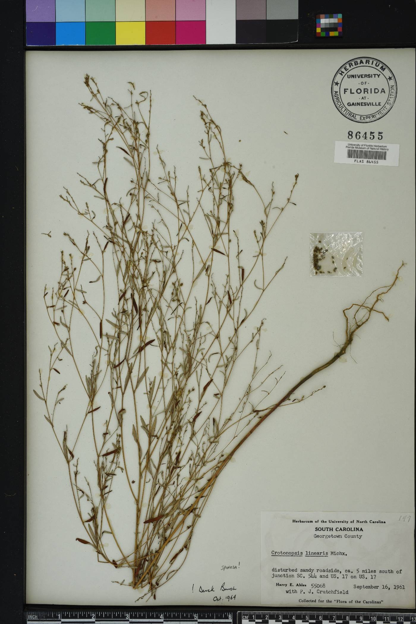 Croton michauxii image