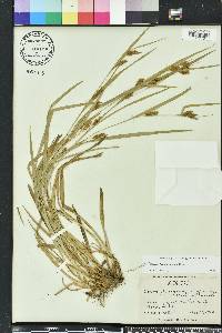 Carex flaccosperma image