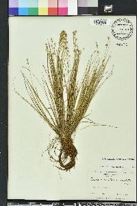 Carex echinata subsp. echinata image