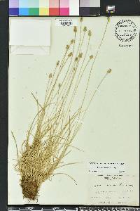 Carex leavenworthii image