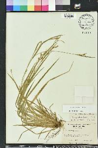 Carex gracilescens image