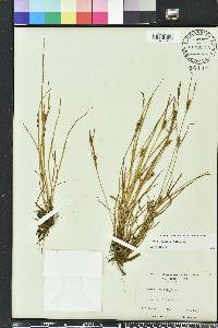 Carex conoidea image