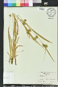 Carex folliculata image