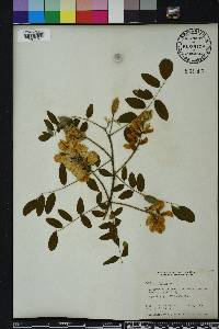 Robinia hispida image