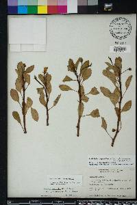 Ludwigia peploides image