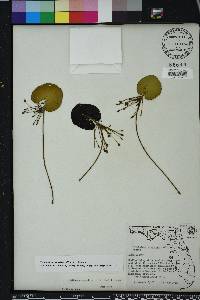 Nymphoides aquatica image