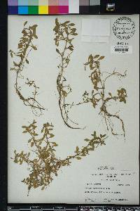 Ludwigia spathulata image