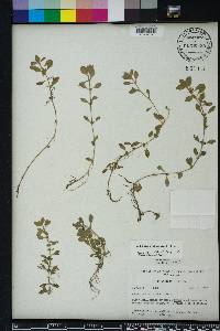 Ludwigia spathulata image