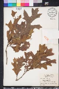 Quercus lyrata image