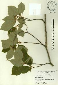 Cornus alternifolia image