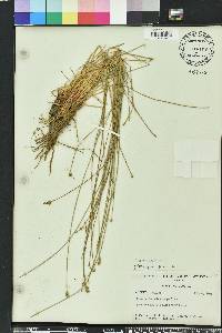 Eleocharis melanocarpa image