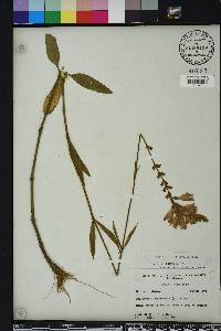 Physostegia leptophylla image