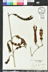 Erythrina herbacea image