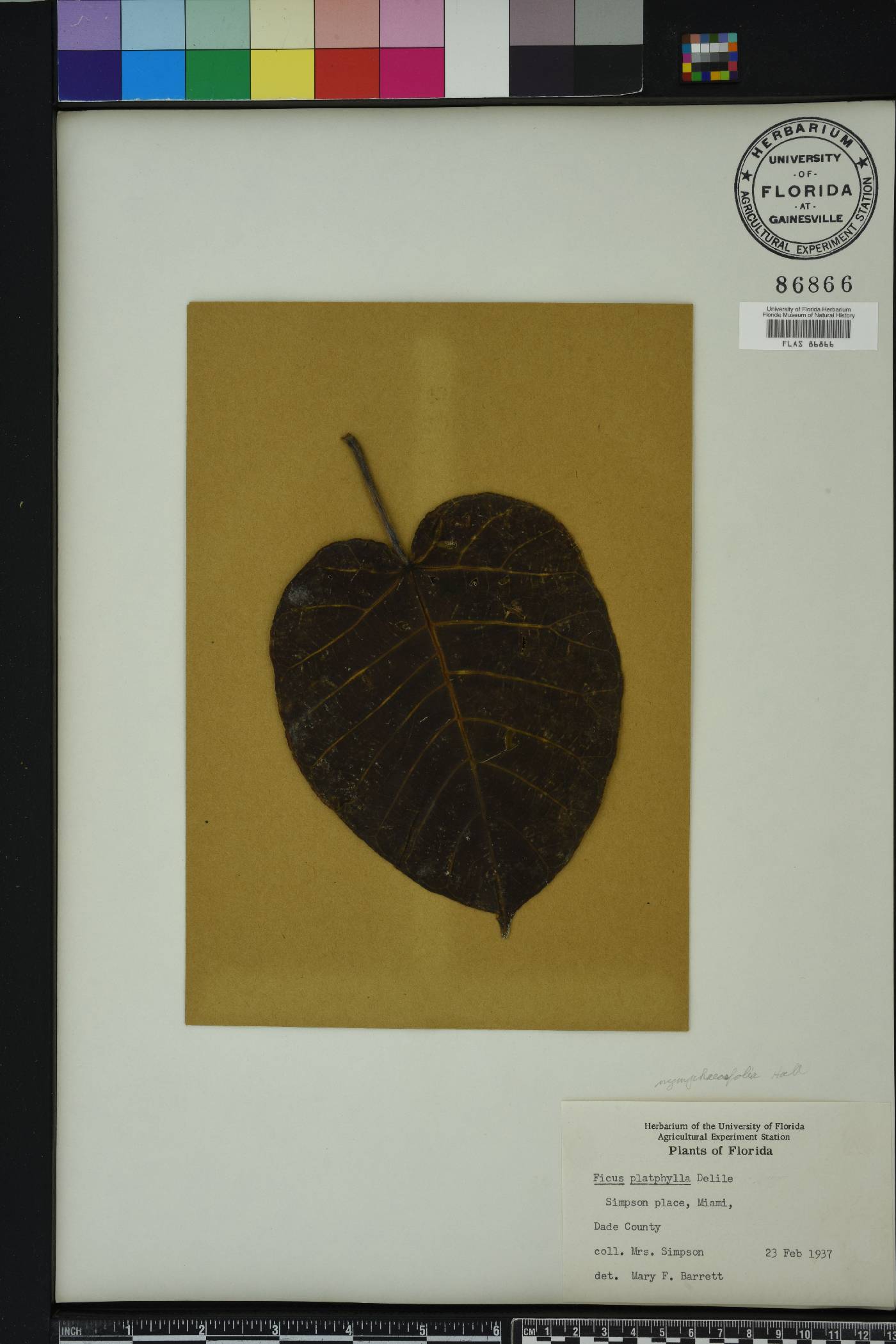 Ficus nymphaeifolia image