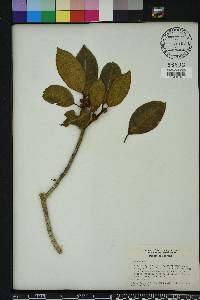 Ficus aurea image