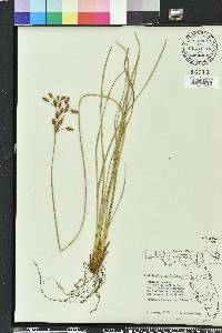 Fimbristylis caroliniana image