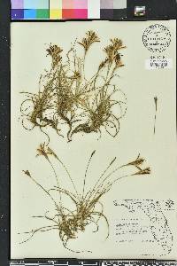 Tillandsia recurvata image