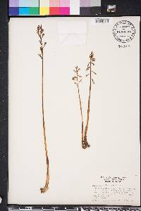 Corallorhiza wisteriana image