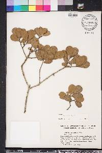Quercus myrtifolia image
