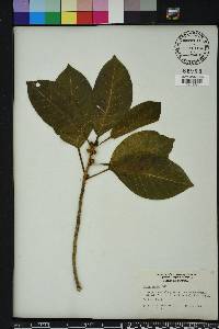 Ficus aurea image