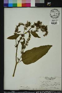 Rumex verticillatus image