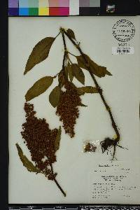 Rumex verticillatus image