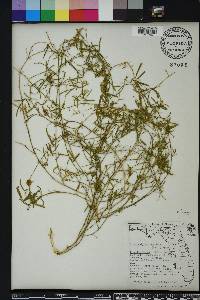 Strophostyles umbellata image