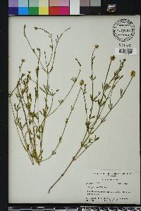 Polygala brevifolia image