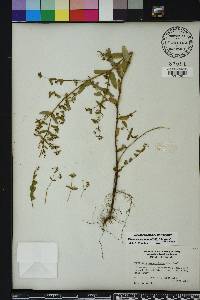 Chamaesyce hyssopifolia image