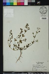 Chamaesyce hyssopifolia image