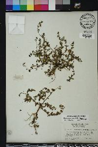 Chamaesyce hyssopifolia image