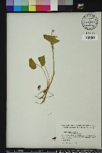 Viola pubescens var. pubescens image