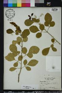 Fraxinus caroliniana image