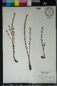 Epifagus virginiana image