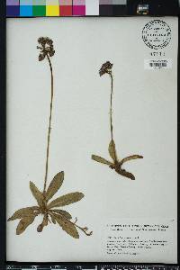 Hieracium aurantiacum image