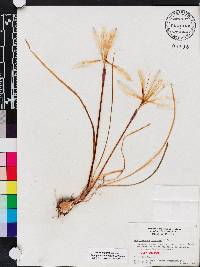 Zephyranthes treatiae image