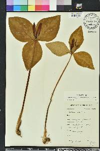 Trillium maculatum image