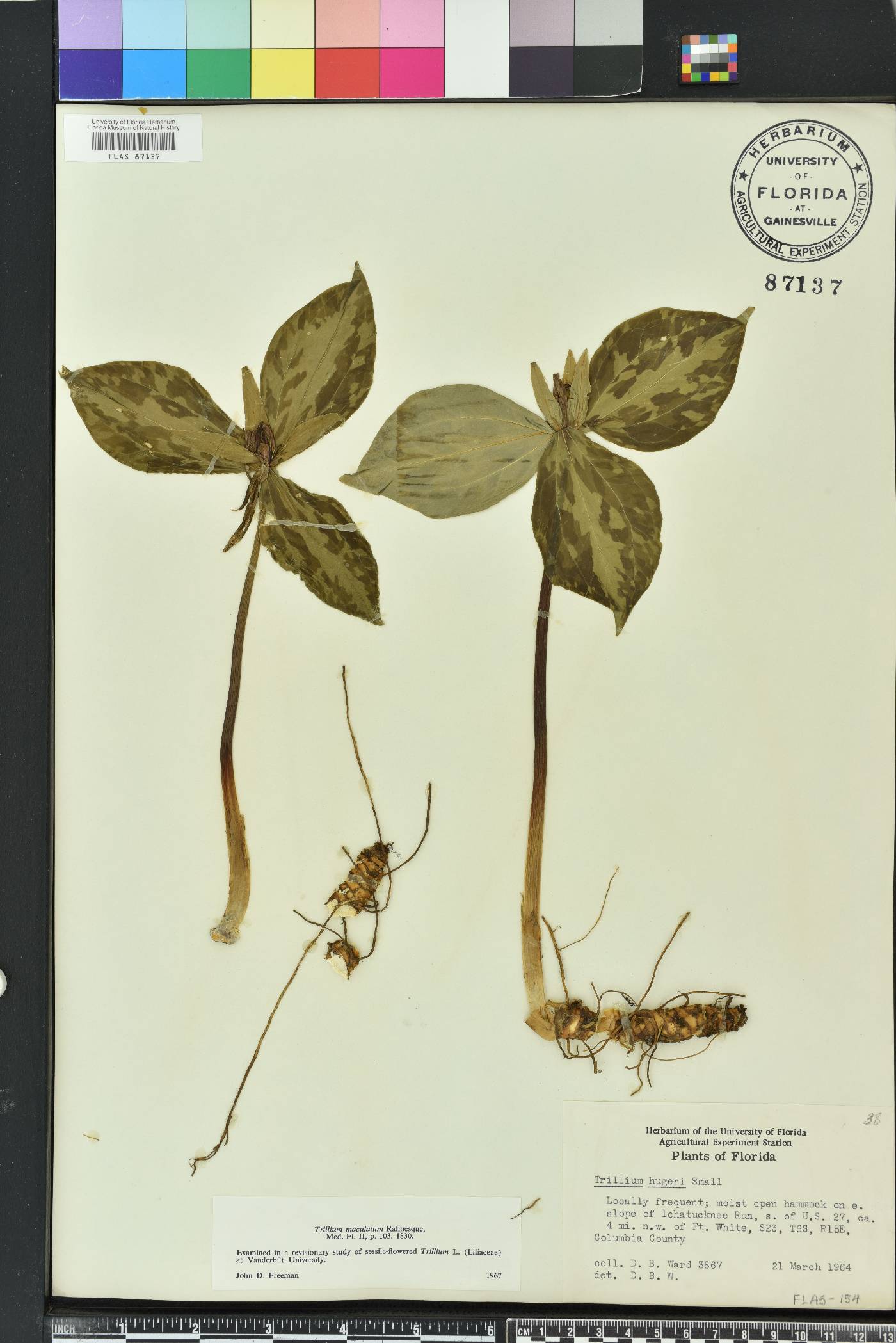 Trillium maculatum image