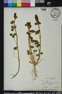 Trifolium incarnatum image