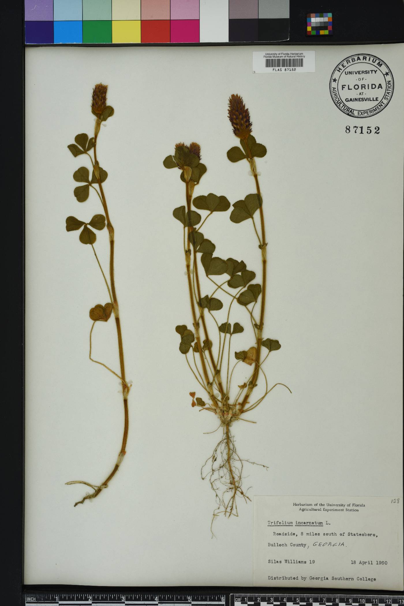 Trifolium incarnatum image