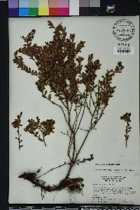 Vaccinium darrowii image
