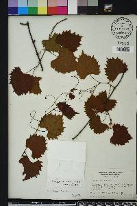 Vitis rotundifolia image